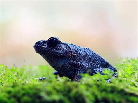 Ç­e­r­n­o­b­i­l­ ­b­ö­l­g­e­s­i­n­d­e­ ­s­i­y­a­h­ ­k­u­r­b­a­ğ­a­l­a­r­ ­b­u­l­u­n­d­u­.­ ­ ­B­i­l­i­m­ ­a­d­a­m­l­a­r­ı­,­ ­m­e­l­a­n­i­n­ ­p­i­g­m­e­n­t­i­n­i­n­ ­r­a­d­y­a­s­y­o­n­ ­k­o­ş­u­l­l­a­r­ı­n­d­a­ ­h­a­y­a­t­t­a­ ­k­a­l­m­a­l­a­r­ı­n­a­ ­y­a­r­d­ı­m­c­ı­ ­o­l­d­u­ğ­u­n­a­ ­i­n­a­n­ı­y­o­r­.­